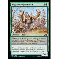 Migratory Greathorn
